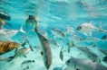 /album/fotogaleria-potapanie-snorchlovanie/hol-chan-marine4-jpg/